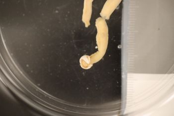 Media type: image;   Malacology 228547 Description: Preserved specimen.;